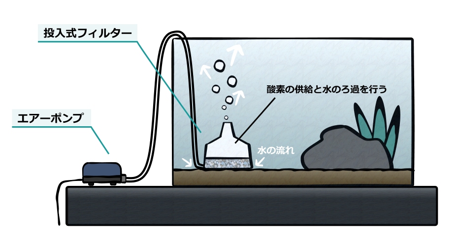 日本淡水魚の飼育方法