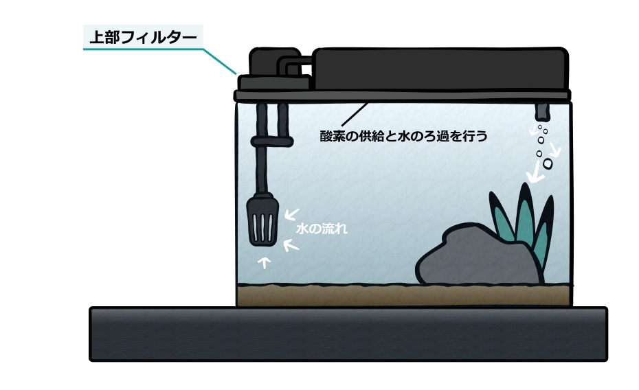 日本淡水魚の飼育方法