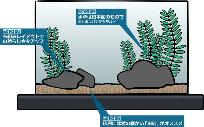 日本淡水魚の水槽レイアウト